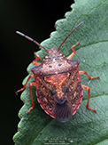 eastern red-rimmed dendrocoris