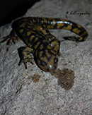 eastern tiger salamander