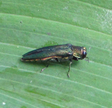 emerald ash borer