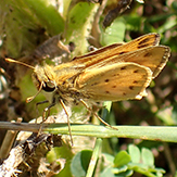 fiery skipper