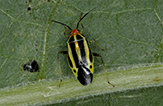 four-lined plant bug