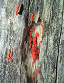 fungus (Tulasnella aurantiaca)