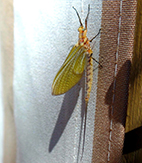 giant mayfly