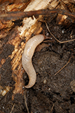 gray field slug