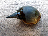 great pond snail