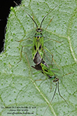 green plant bug