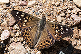 hackberry emperor