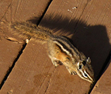 least chipmunk