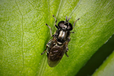 Lesser bulb fly (Eumerus spp.)