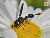 mason wasp (Zethus spinipes spinipes)