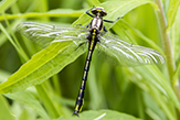 midland clubtail