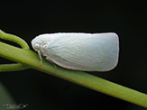 northern flatid planthopper