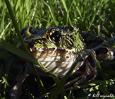 northern leopard frog