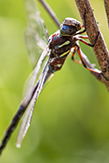 shadow darner