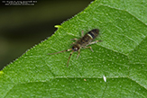 belted springtail