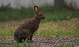 snowshoe hare