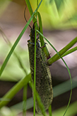 spring fishfly