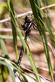 springtime darner