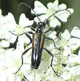 strangalepta flower longhorn beetle