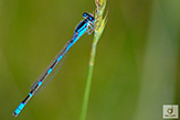 tule bluet