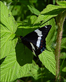 white admiral