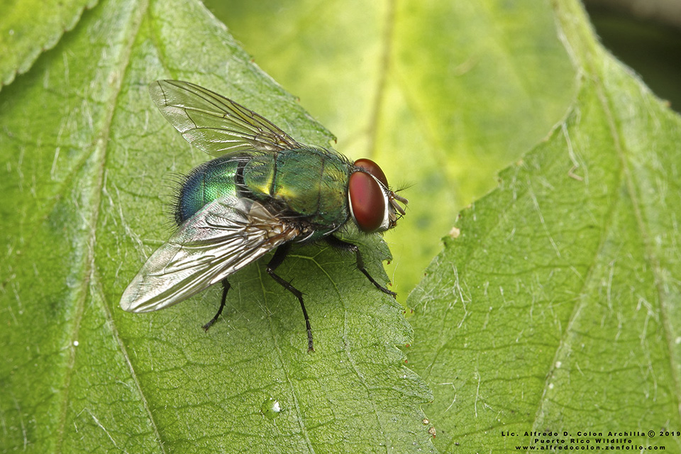 Minnesota Seasons - blue-green bottle fly