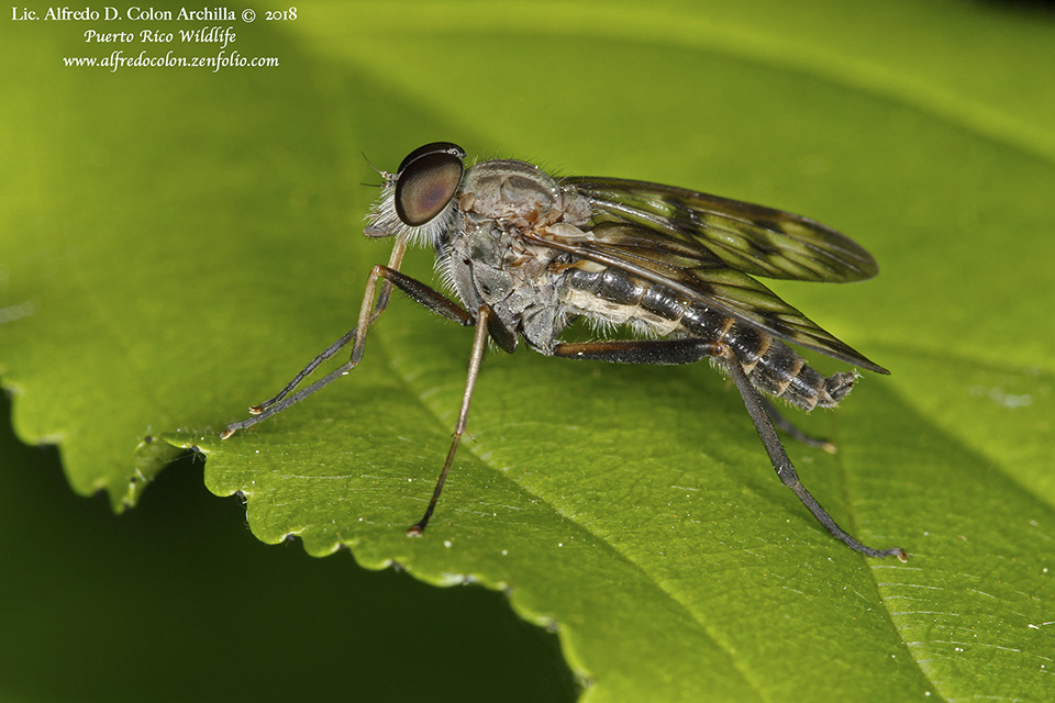 Minnesota Seasons - common snipe fly