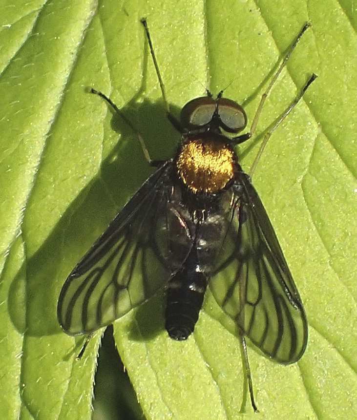 Minnesota Seasons - golden-backed snipe fly