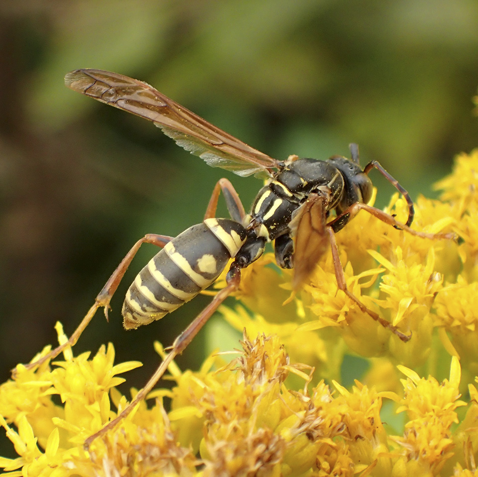 Northern Paper Wasp
