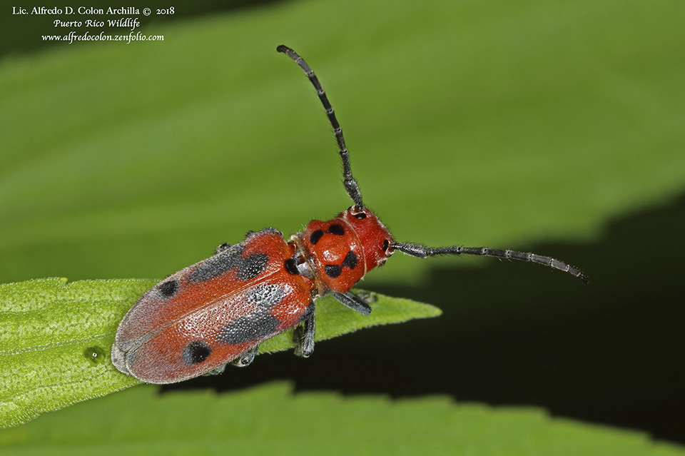Minnesota Seasons red milkweed beetle