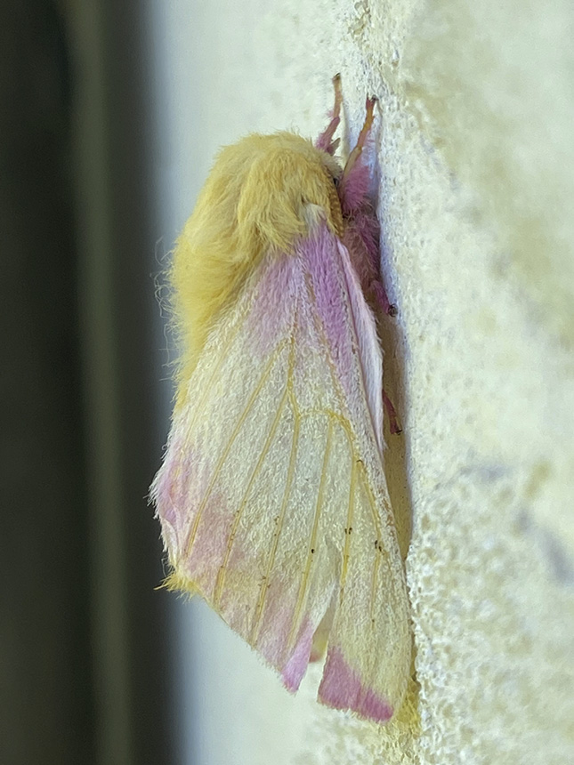 Minnesota Seasons - rosy maple moth