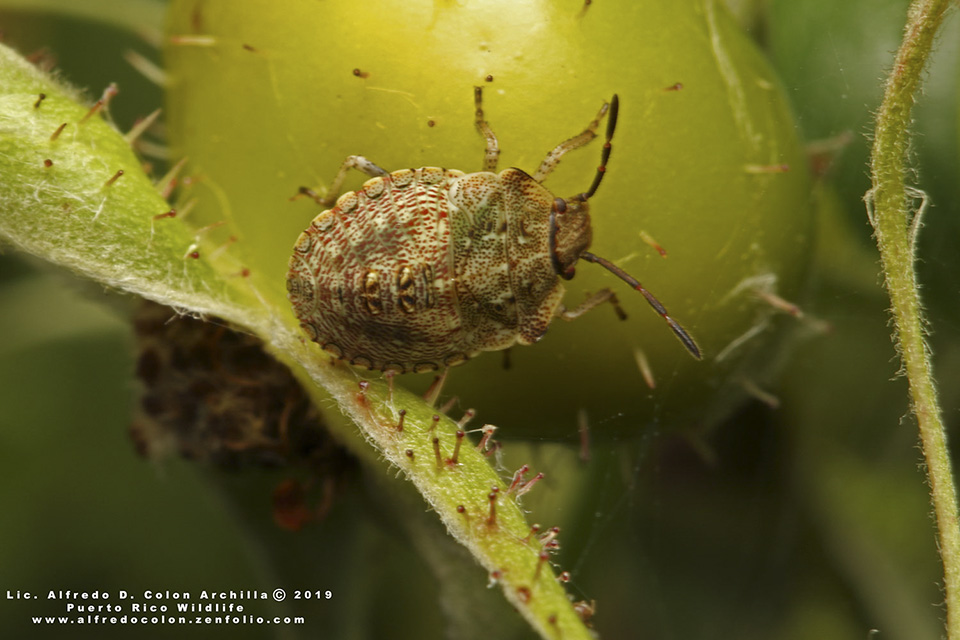 Minnesota Seasons - stink bugs (Family Pentatomidae)