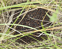 Allegheny mound ant