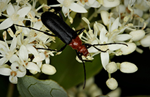 America long-horned beetle