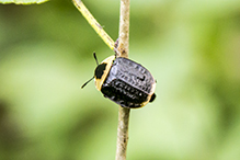 American carrion beetle