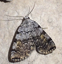 American idia moth