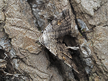 American idia moth