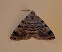 American idia moth
