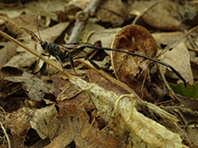 American pelecinid wasp