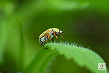 American rose chafer