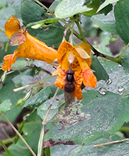 American snout fly