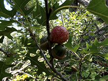 acorn plum gall wasp