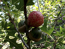 acorn plum gall wasp