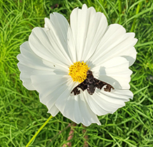 adorned bee fly