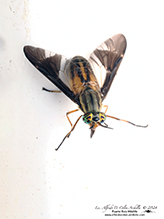 adulterous deer fly