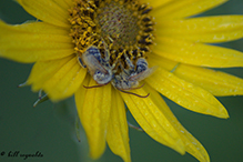 agile longhorn bee on Maximilian’s sunflower