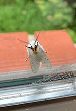 agreeable tiger moth