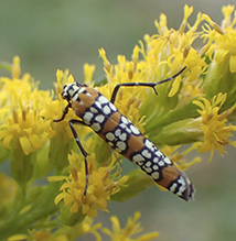 ailanthus webworm moth