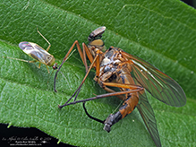 alfalfa plant bug