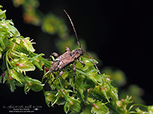 alpha long-horned beetle